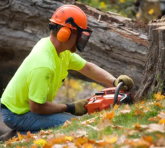 tree services Raynham Center